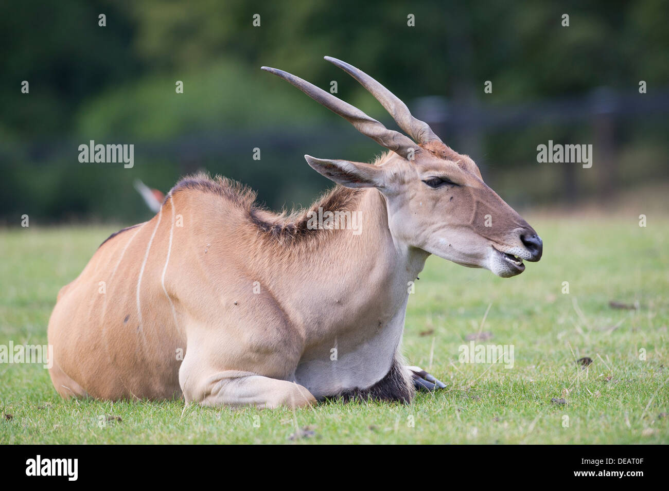 Gemeinsame Eland (Tauro Oryx) Stockfoto