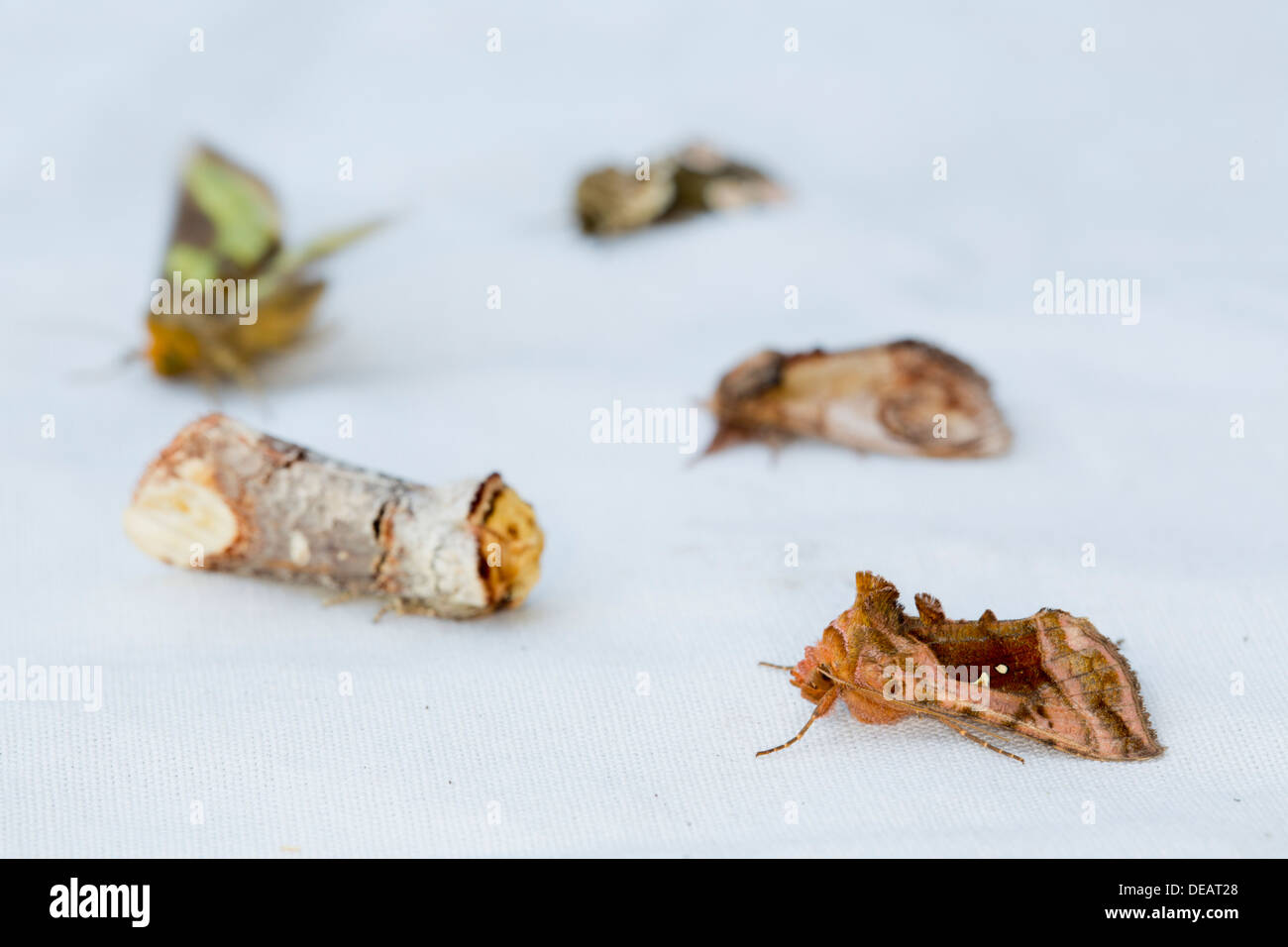 Motten auf einem weißen Blatt; Beinhaltet einfache goldene Y; Hinweis: der Stärkungszauber. Andere; Sommer; UK Stockfoto