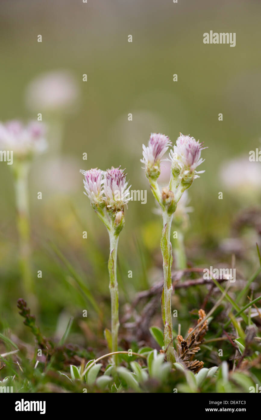 Mountain Everlasting; Antennaria Dioica; Shetland; UK Stockfoto