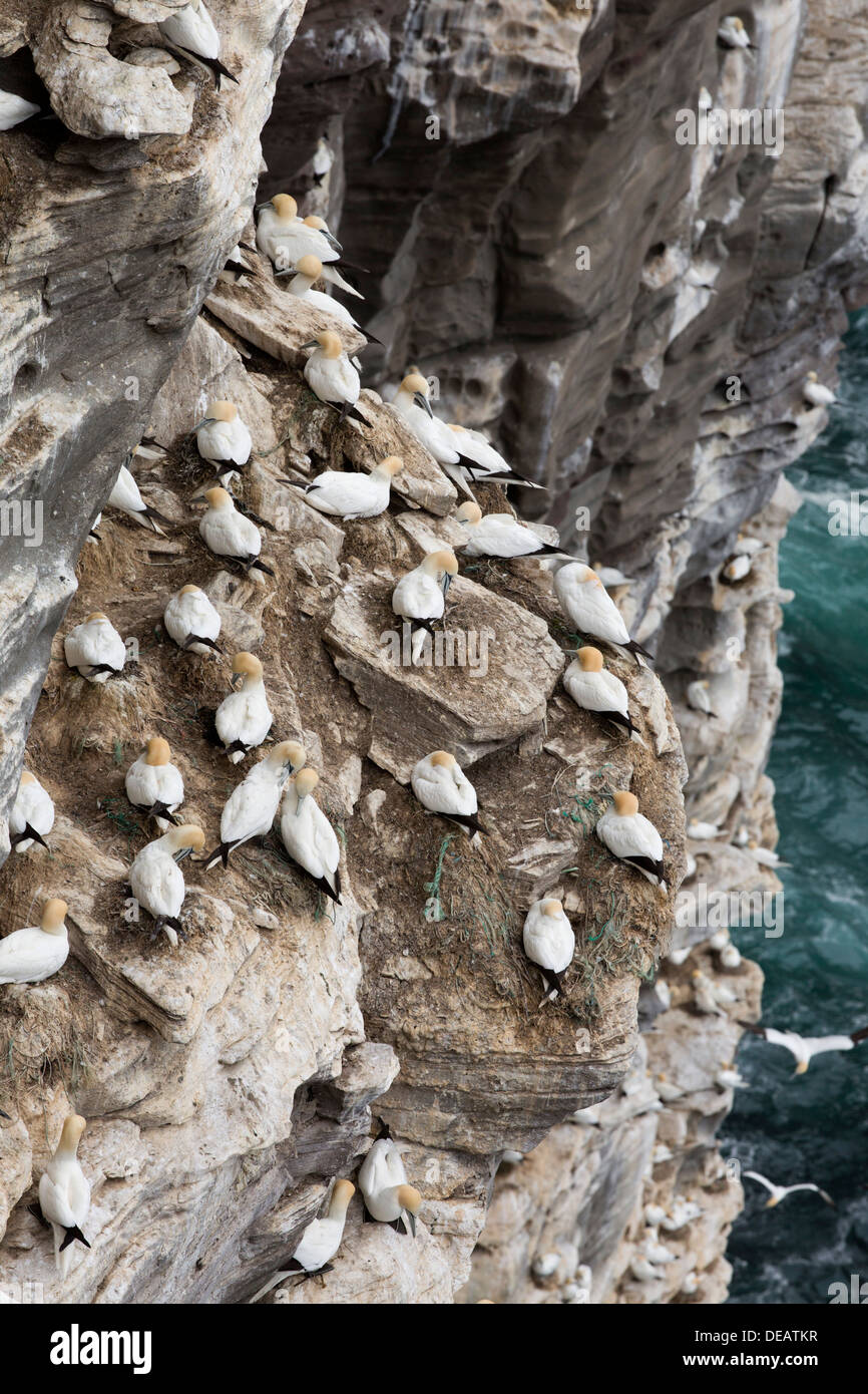 Basstölpel; Morus Bassanus; Noss Klippen; Shetland; UK Stockfoto