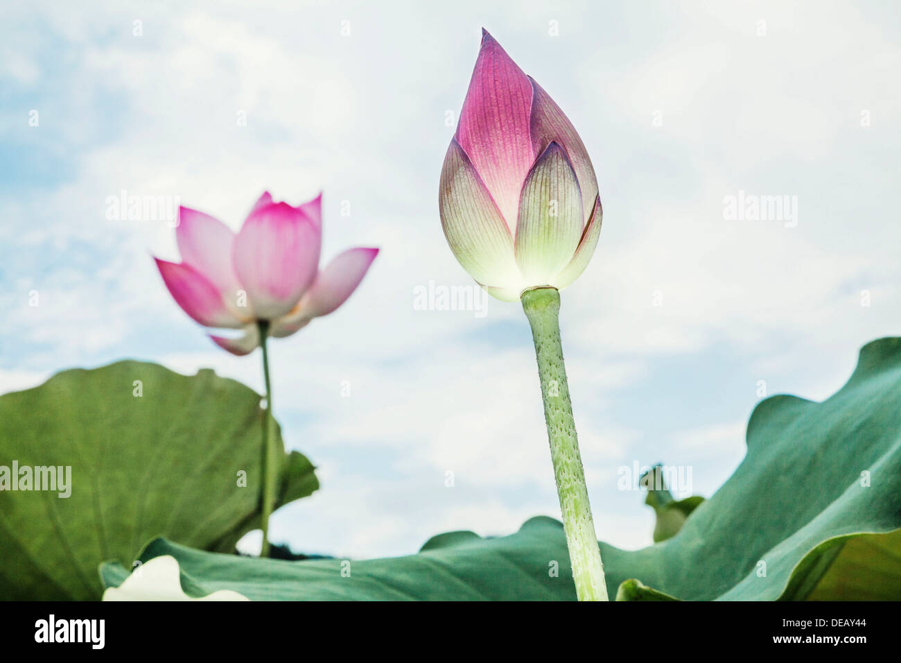 Nahaufnahme von rosa Lotusblüte, China Stockfoto