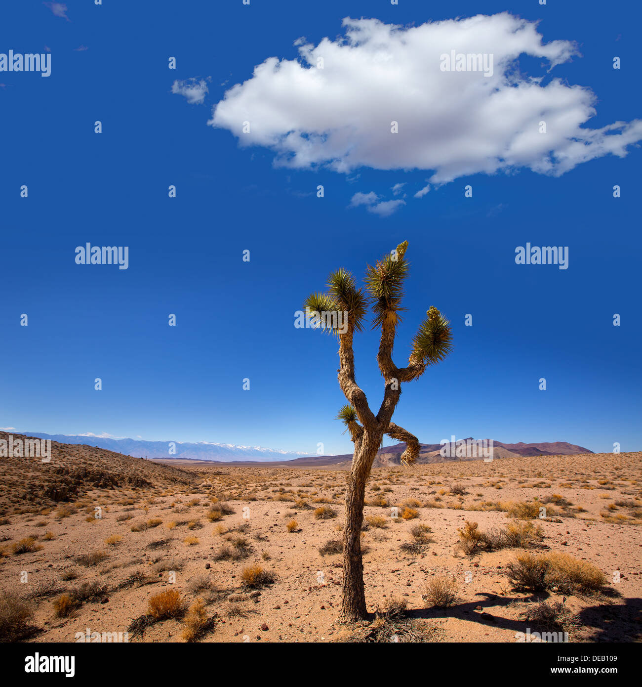 Death Valley Joshua Tree Yucca Pflanze mit schneebedeckten Berge und Wüste in Kalifornien Stockfoto