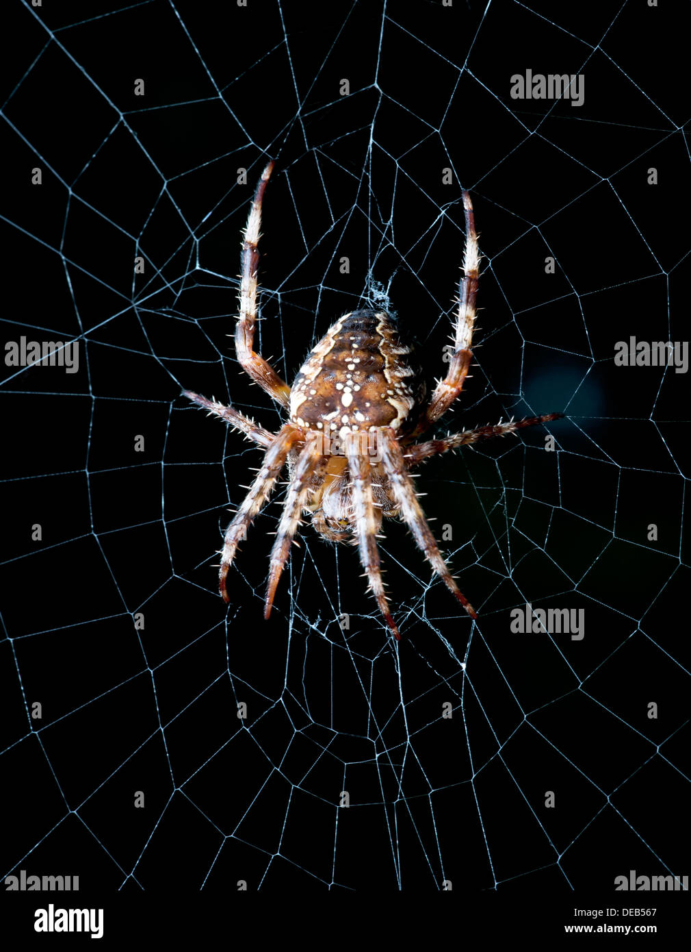 Spinne - Orb Weaver Spinne im Netz Stockfoto