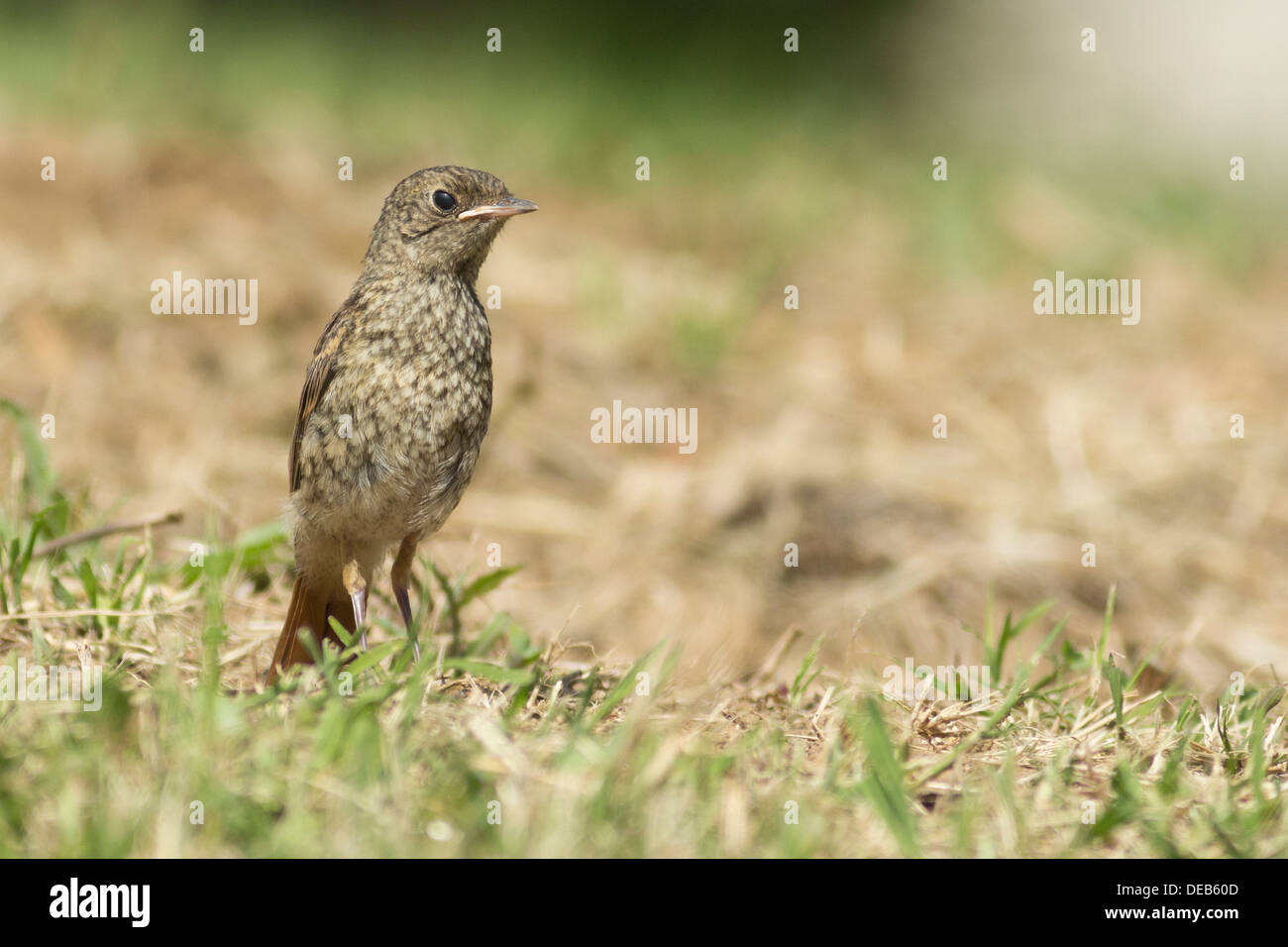 Böse Küken der Gartenrotschwanz Stockfoto