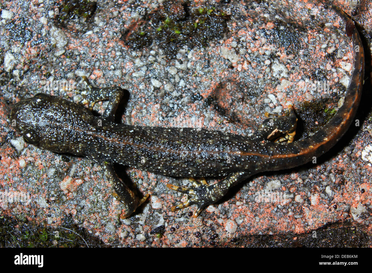 Junge große crested Newt auf Gartenweg Stockfoto