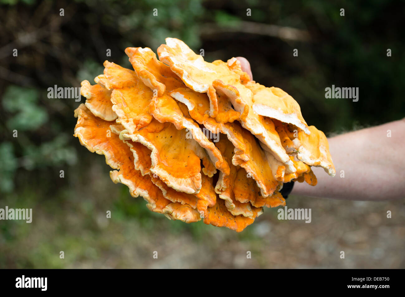 'Chicken des Holzes' Pilz (Laetiporus Sulphureus) Stockfoto