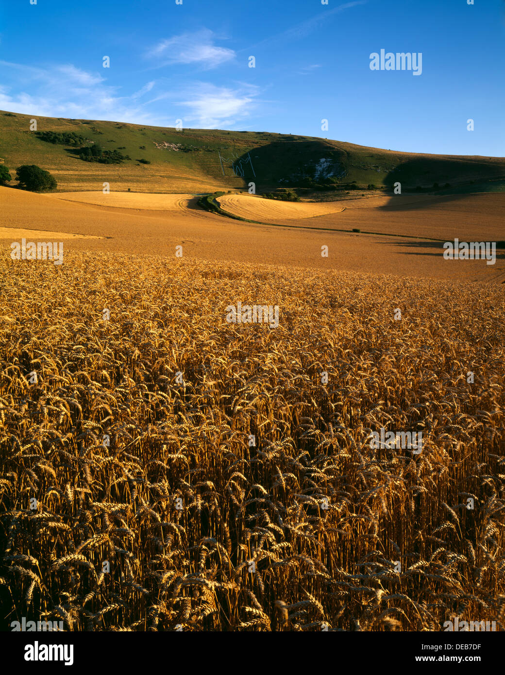 Ein Abend-Blick über Weizenfelder, die alten Kreidefigur der lange Mann von Wilmington, East Sussex, UK Stockfoto