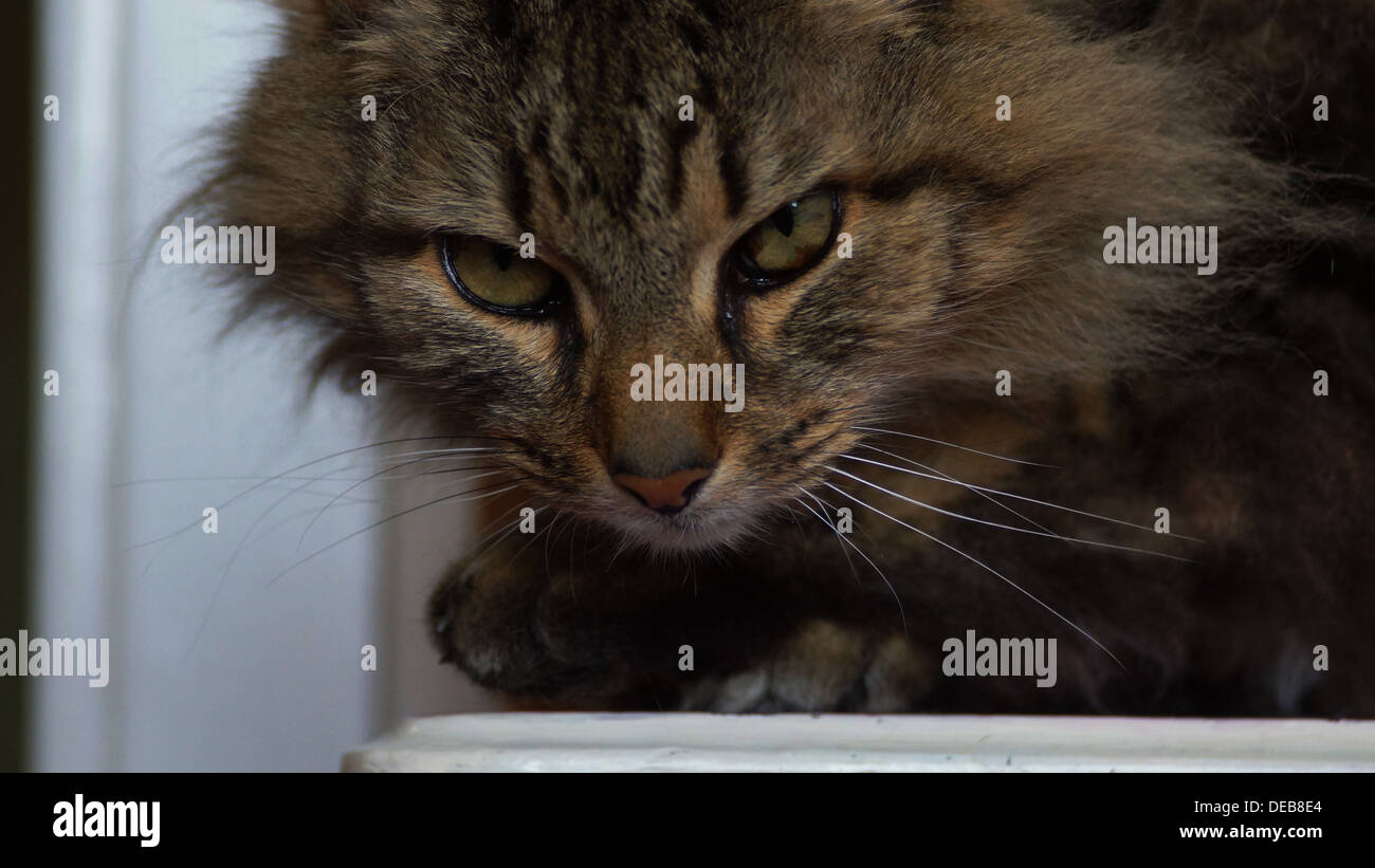 Katze Augen Gesicht unheimlich Nase Schnurrhaare Ohren Rosa kitty Stockfoto