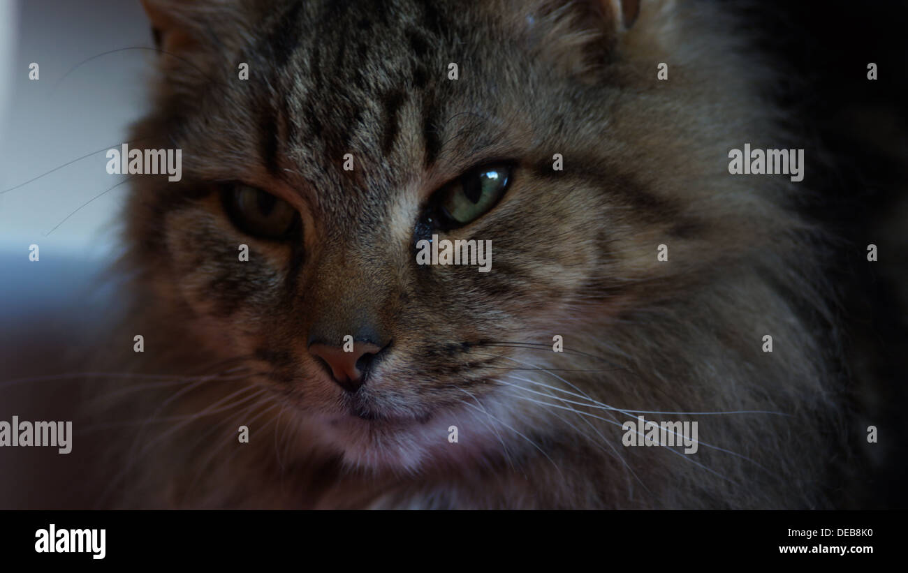 Katzenohren Gesicht Nase Schnurrhaare Augen Bett aufwachen Stockfoto