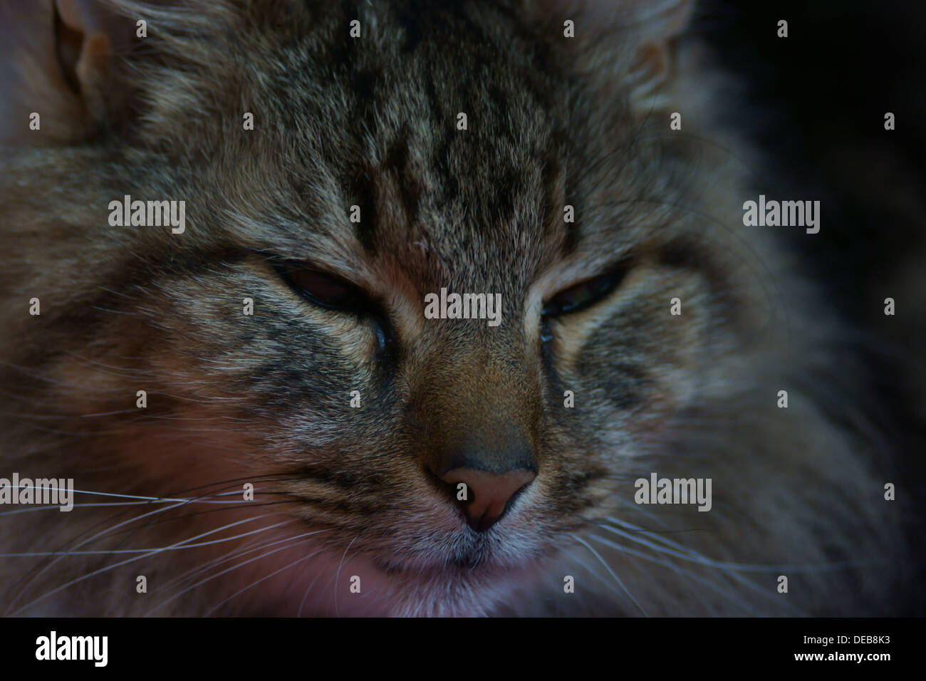 Katzenohren Gesicht Nase Schnurrhaare Augen Bett aufwachen Stockfoto