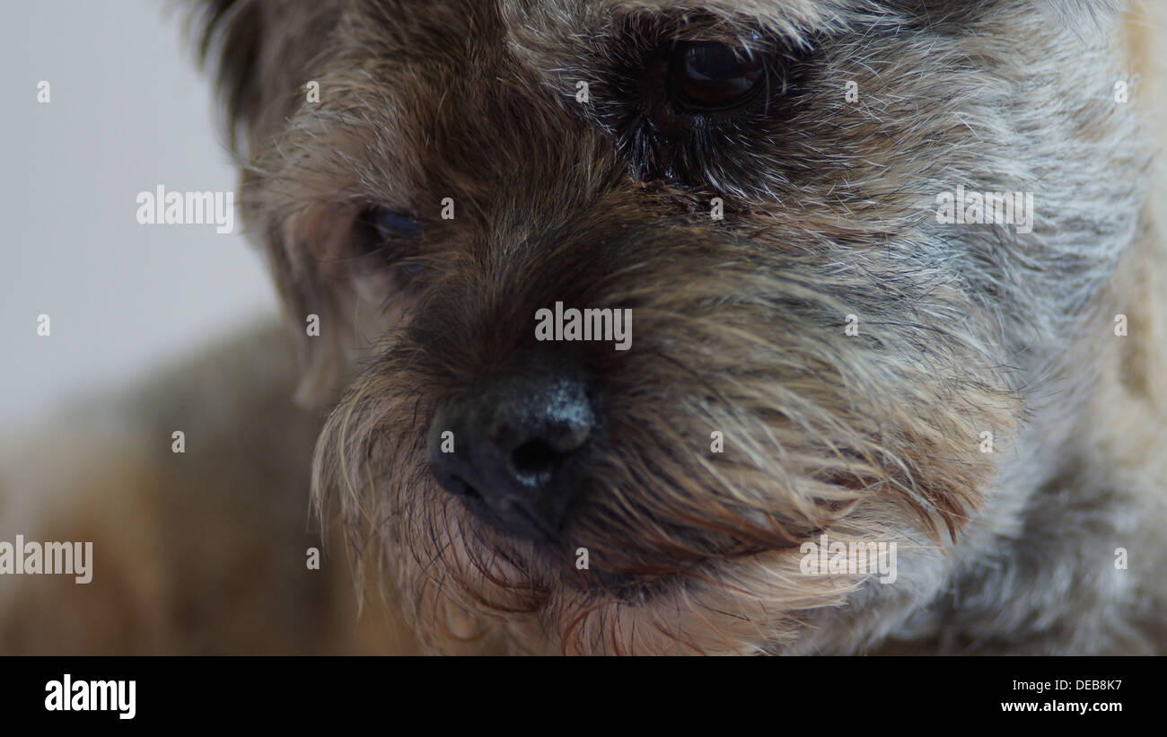 Border Terrier Nase Hund Gesicht Haare Augen rasiert Stockfoto