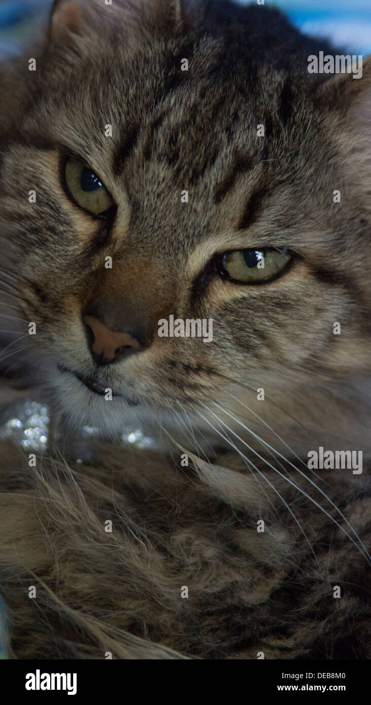 Katzenohren Gesicht Nase Schnurrhaare Augen Bett aufwachen Stockfoto