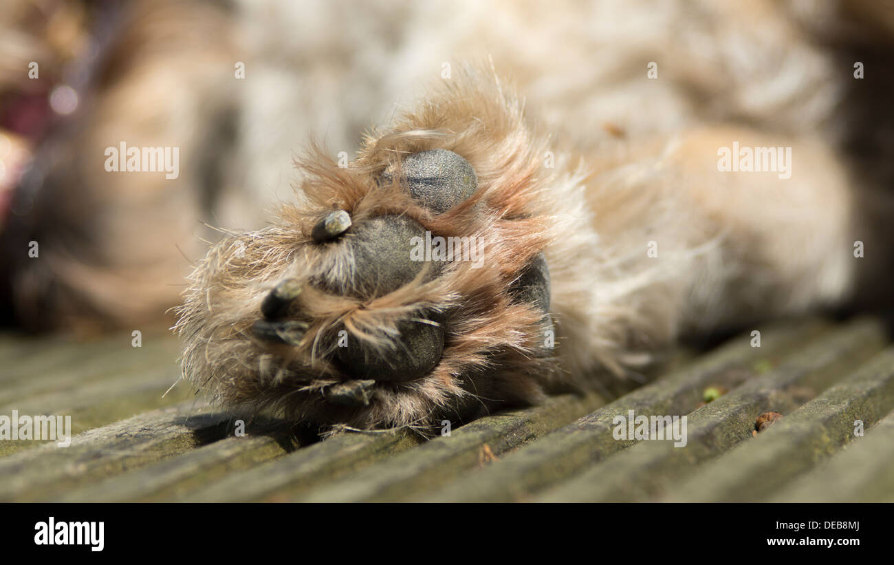 Hund Pfote Nägel Fuß Füße Palmen Border terrier Stockfoto