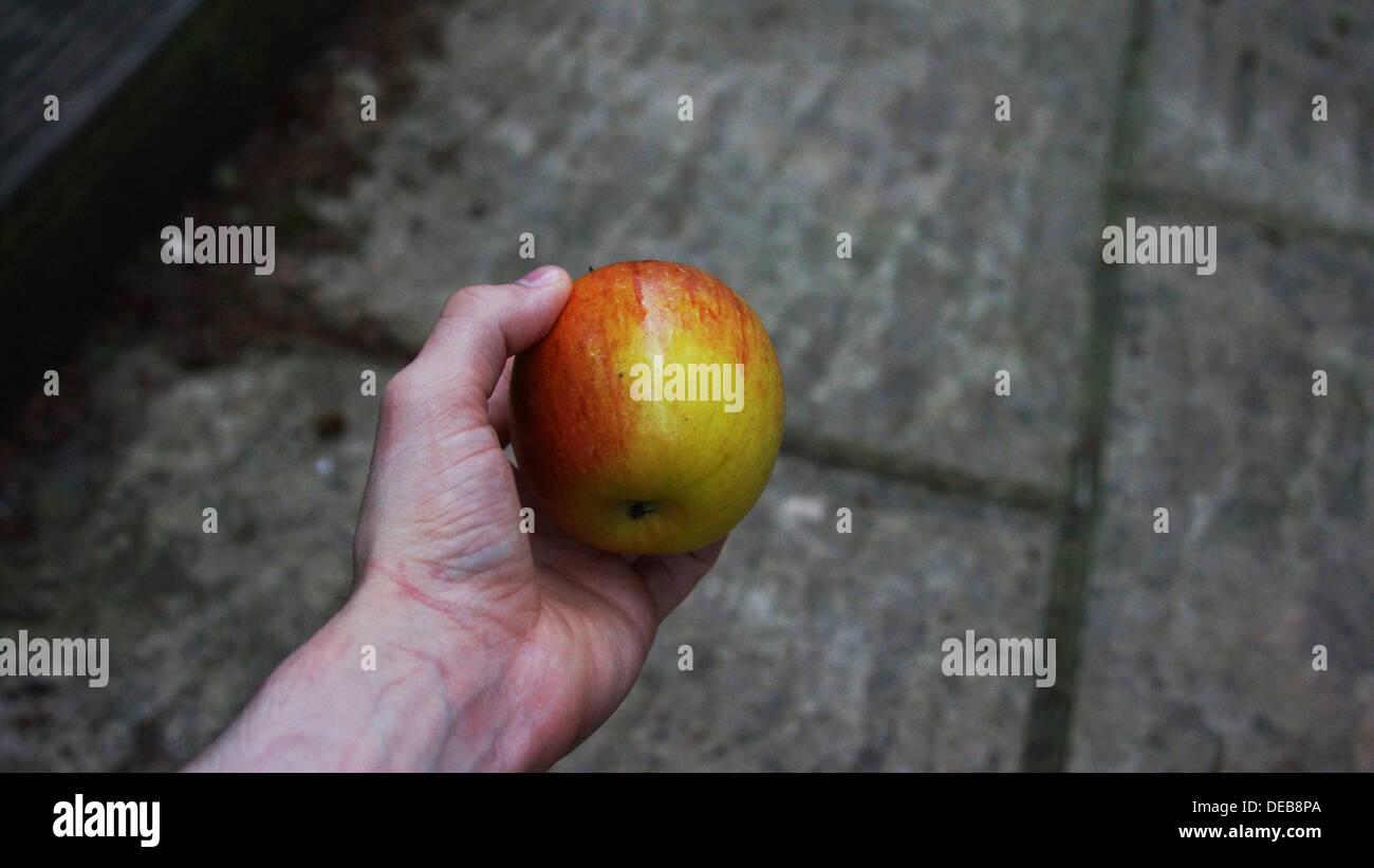 junge Mann Teenager Arm Hand Adern hält frischer Apfel kalten Tag im Herbst Apfel Stockfoto