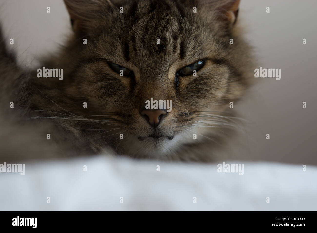 Katzenohren Gesicht Nase Schnurrhaare Augen Bett aufwachen Stockfoto