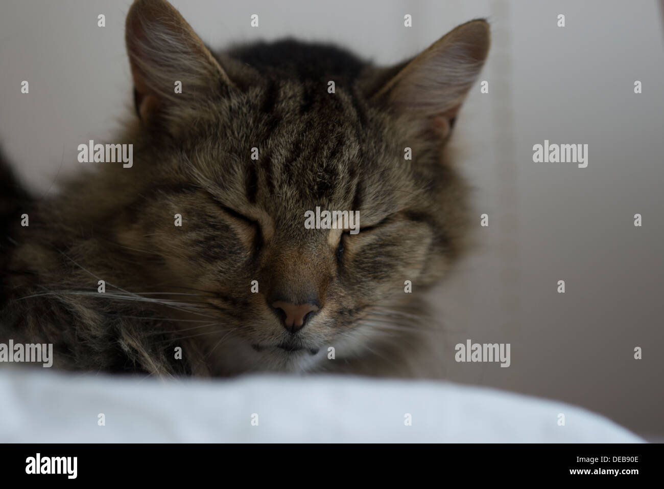 Katzenohren Gesicht Nase Schnurrhaare Augen Bett aufwachen Stockfoto