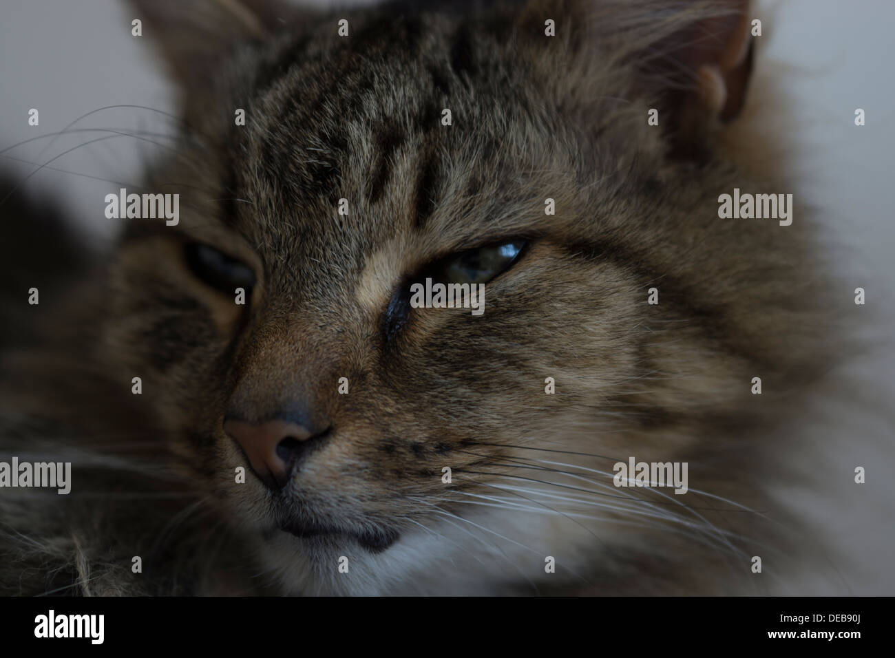 Katzenohren Gesicht Nase Schnurrhaare Augen Bett aufwachen Stockfoto