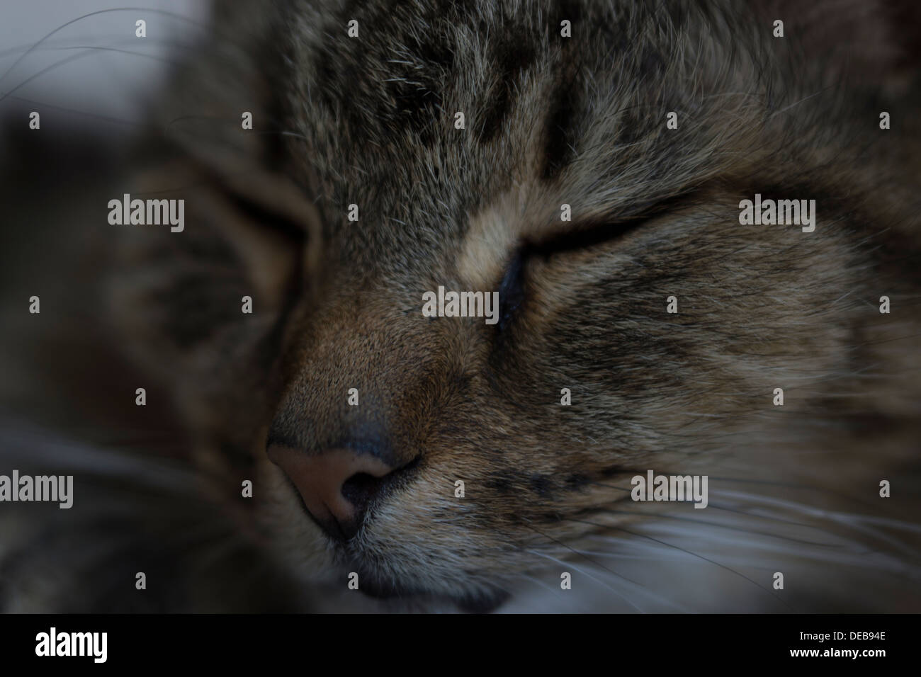 Katzenohren Gesicht Nase Schnurrhaare Augen Bett aufwachen Stockfoto