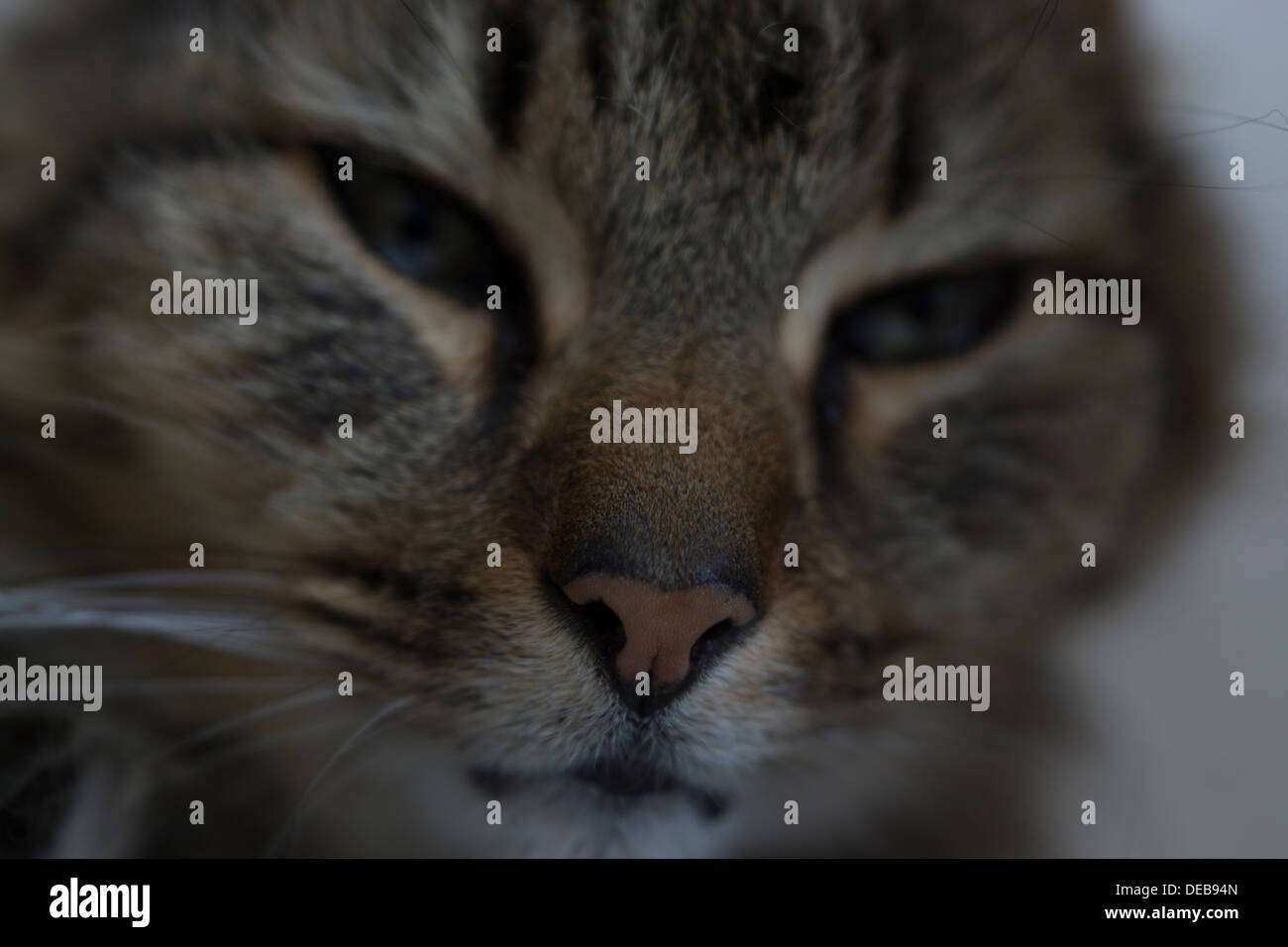 Katzenohren Gesicht Nase Schnurrhaare Augen Bett aufwachen Stockfoto