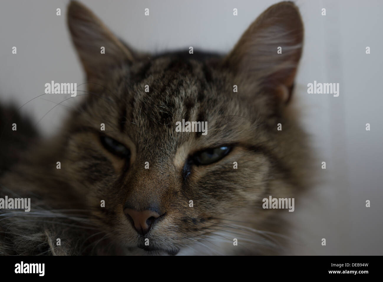 Katzenohren Gesicht Nase Schnurrhaare Augen Bett aufwachen Stockfoto