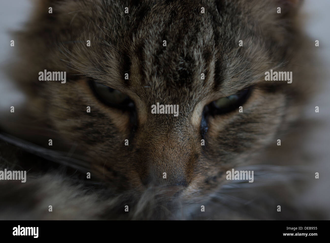 Katzenohren Gesicht Nase Schnurrhaare Augen Bett aufwachen Stockfoto
