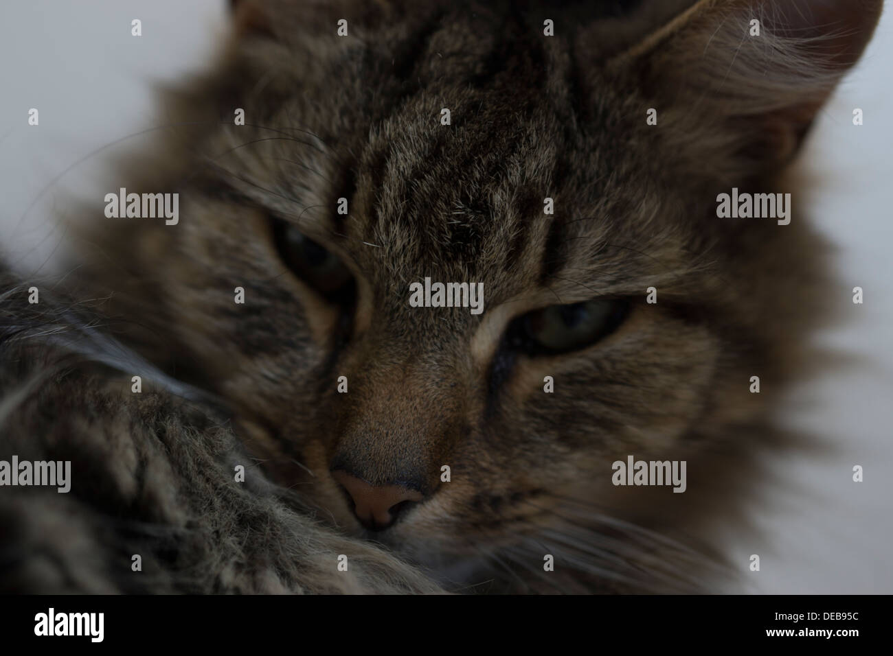 Katzenohren Gesicht Nase Schnurrhaare Augen Bett aufwachen Stockfoto