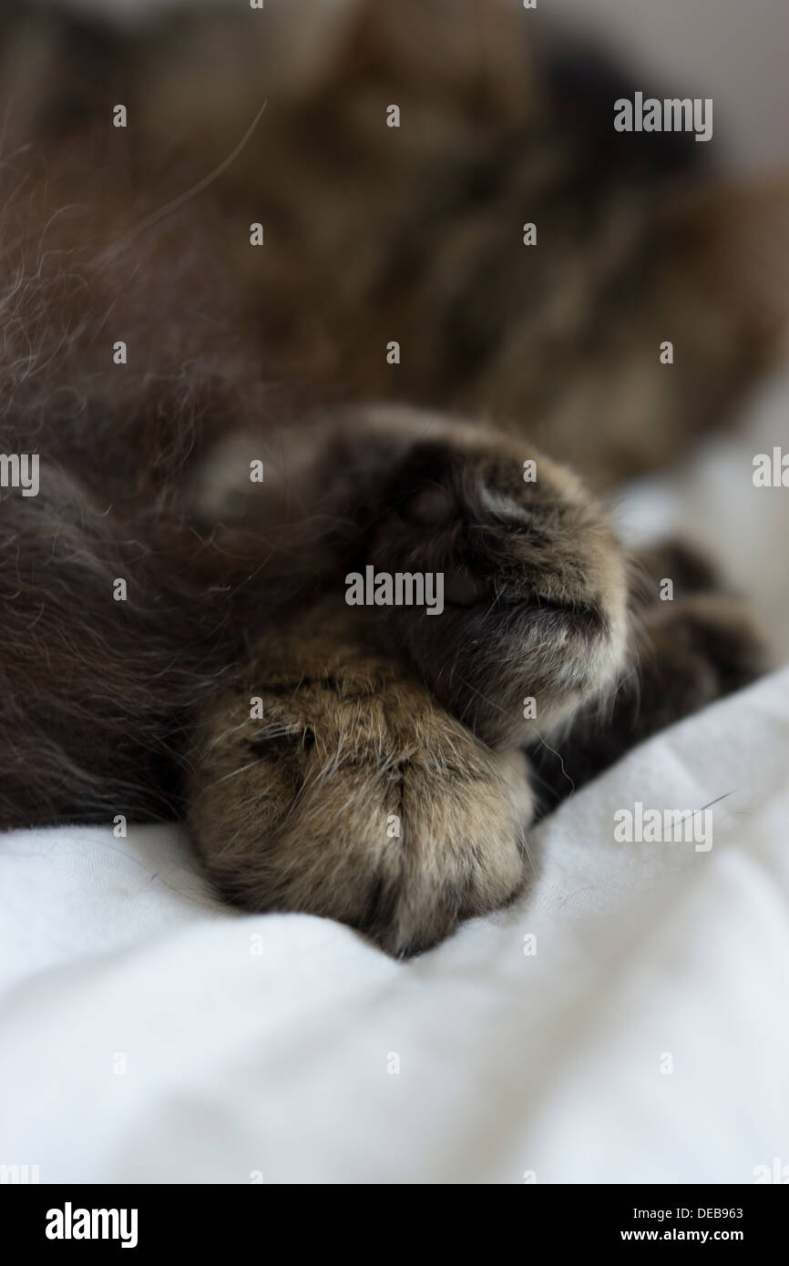 Katze Pfoten schlafen Bett Ohren Gesicht Körper Beine Füße Stockfoto