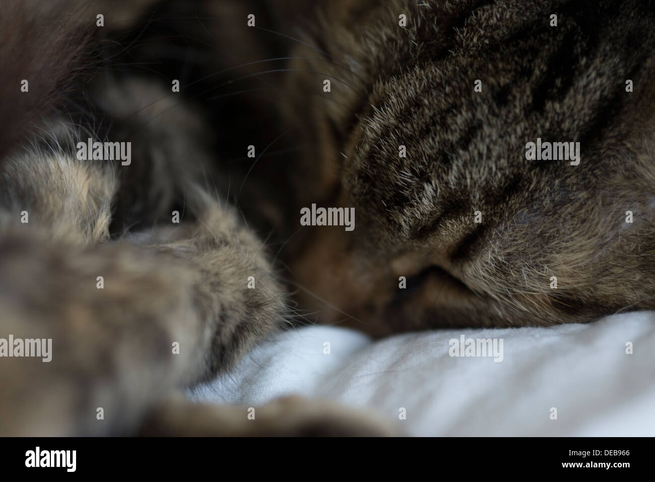 Katze Pfoten schlafen Bett Ohren Gesicht Körper Beine Füße Stockfoto