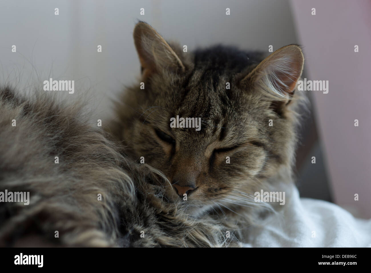 Katzenohren Gesicht Nase Schnurrhaare Augen Bett aufwachen Stockfoto