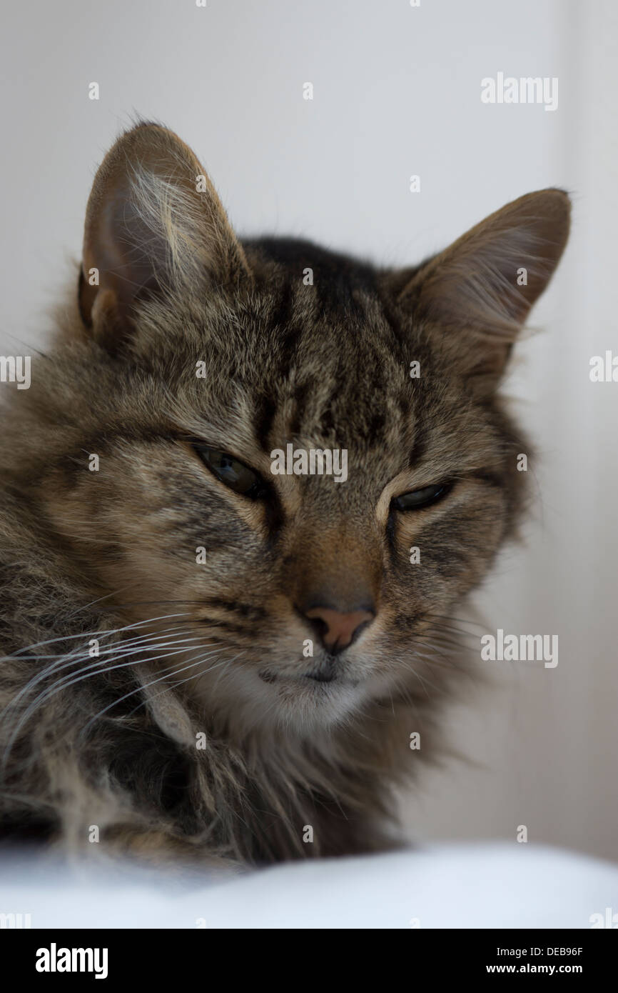 Katzenohren Gesicht Nase Schnurrhaare Augen Bett aufwachen Stockfoto