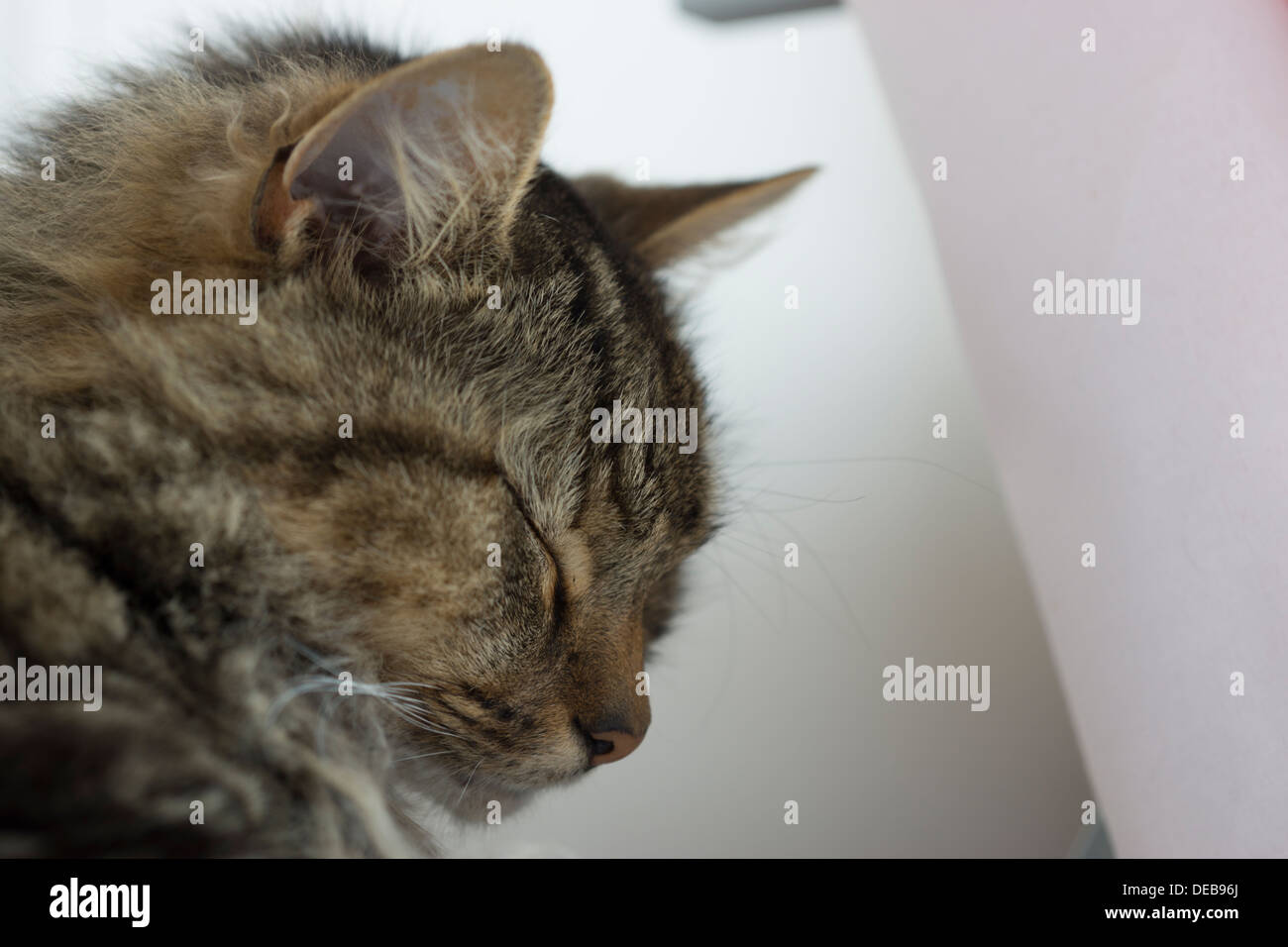Katzenohren Gesicht Nase Schnurrhaare Augen Bett aufwachen Stockfoto