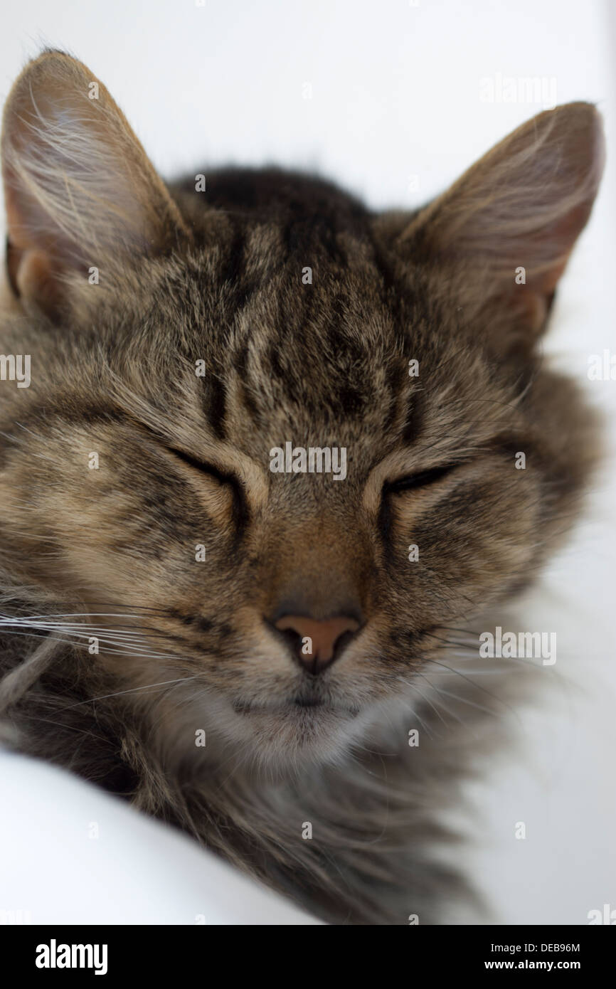 Katzenohren Gesicht Nase Schnurrhaare Augen Bett aufwachen Stockfoto