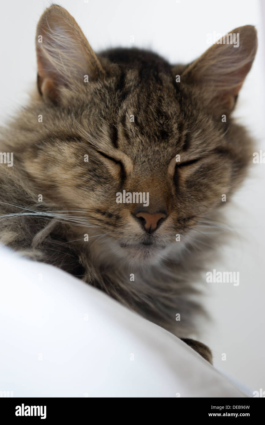 Katzenohren Gesicht Nase Schnurrhaare Augen Bett aufwachen Stockfoto