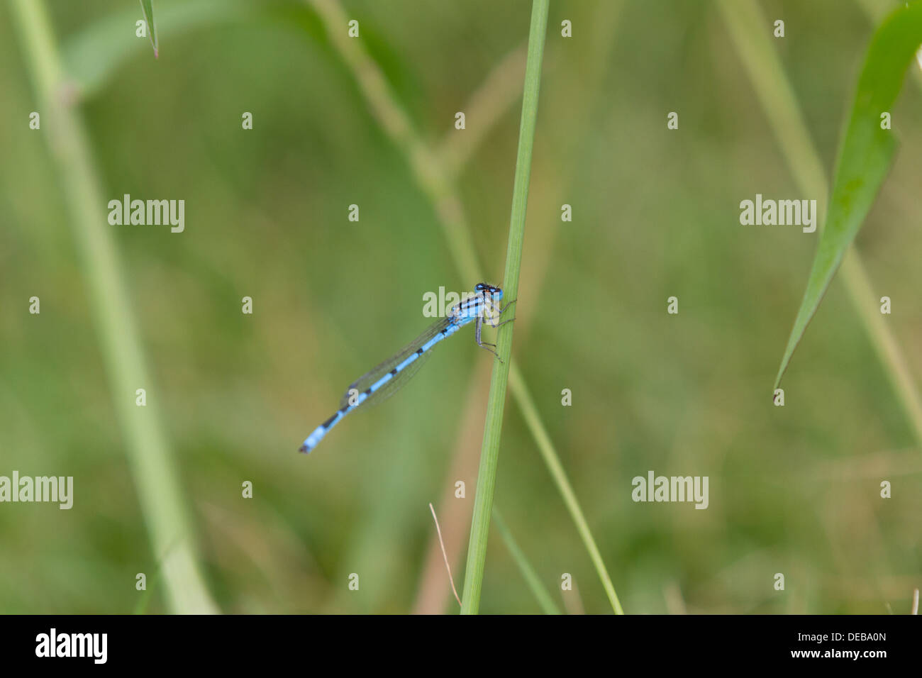 Eine blaue Damselfly (Zygoptera) auf einem Grashalm Stockfoto