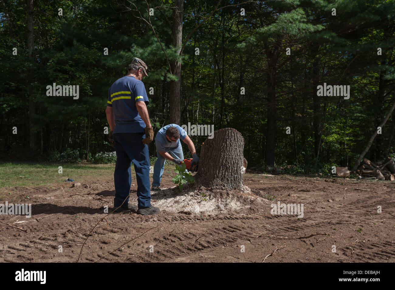 Männer mit einer Kettensäge, um einen Baum zu entfernen stumpf in Foster, Rhode Island. Stockfoto