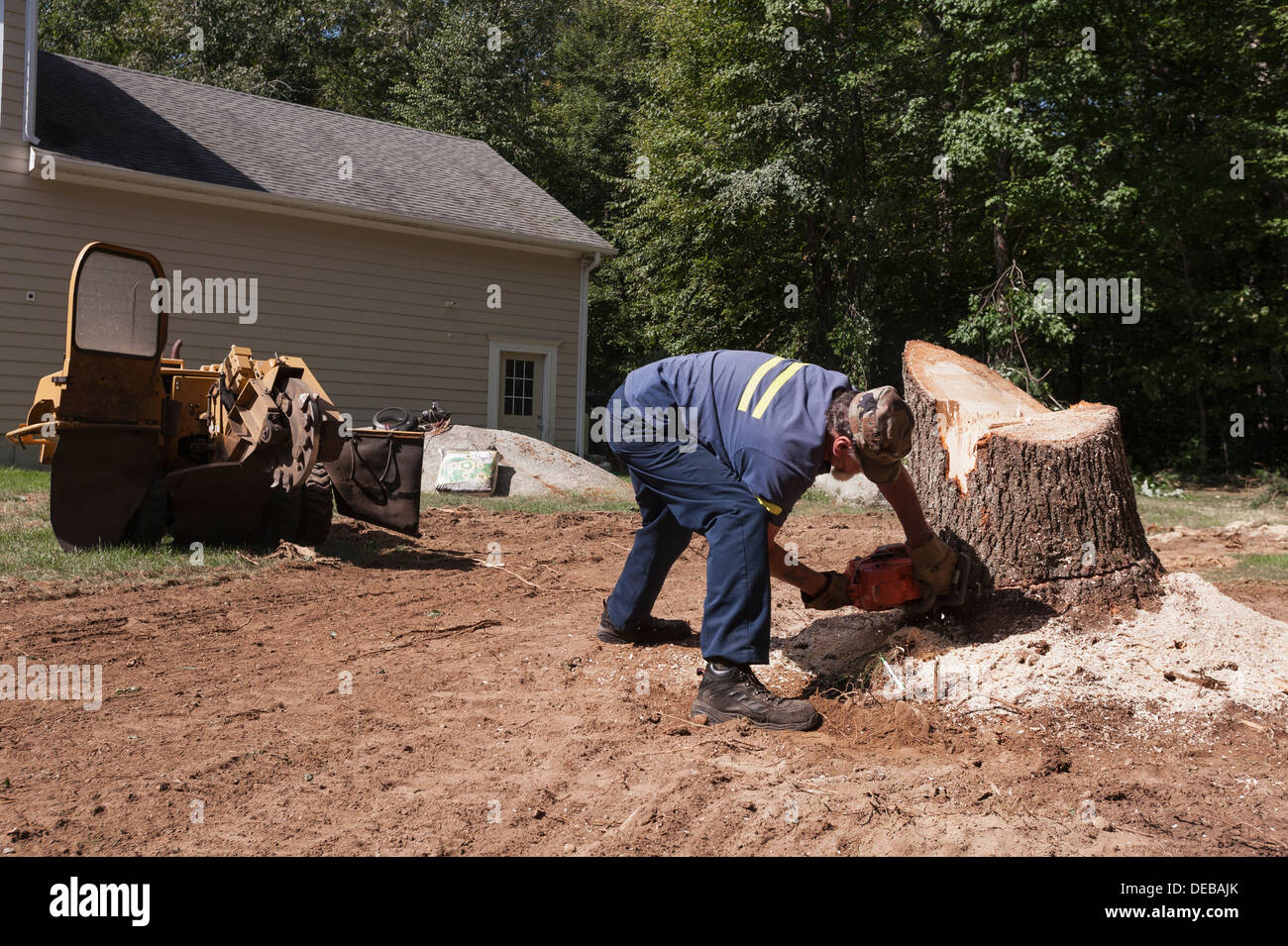 Ein Mann mit einer Kettensäge einen Baumstumpf in Foster, Rhode Island mit einer Stubbenfräse im Hintergrund entfernen. Stockfoto