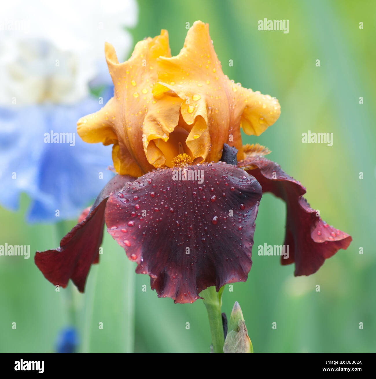 gelbe und violette nassen iris Stockfoto