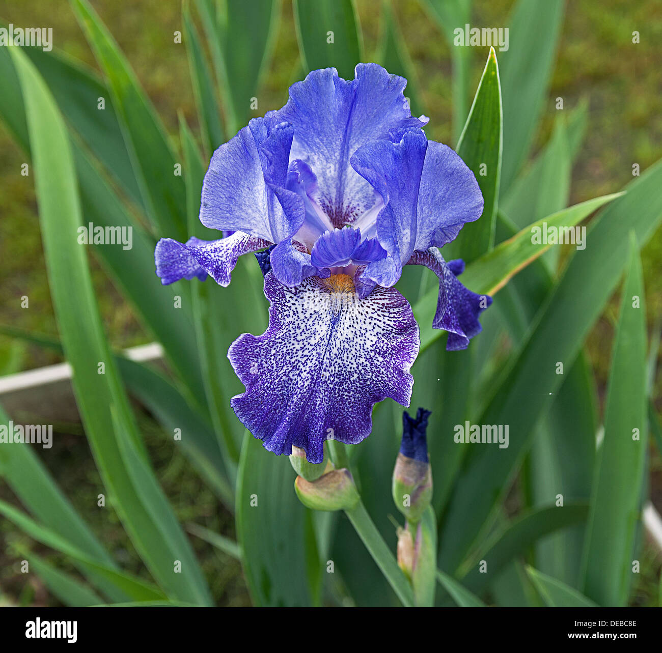 himmelblaue Iris Blume Stockfoto