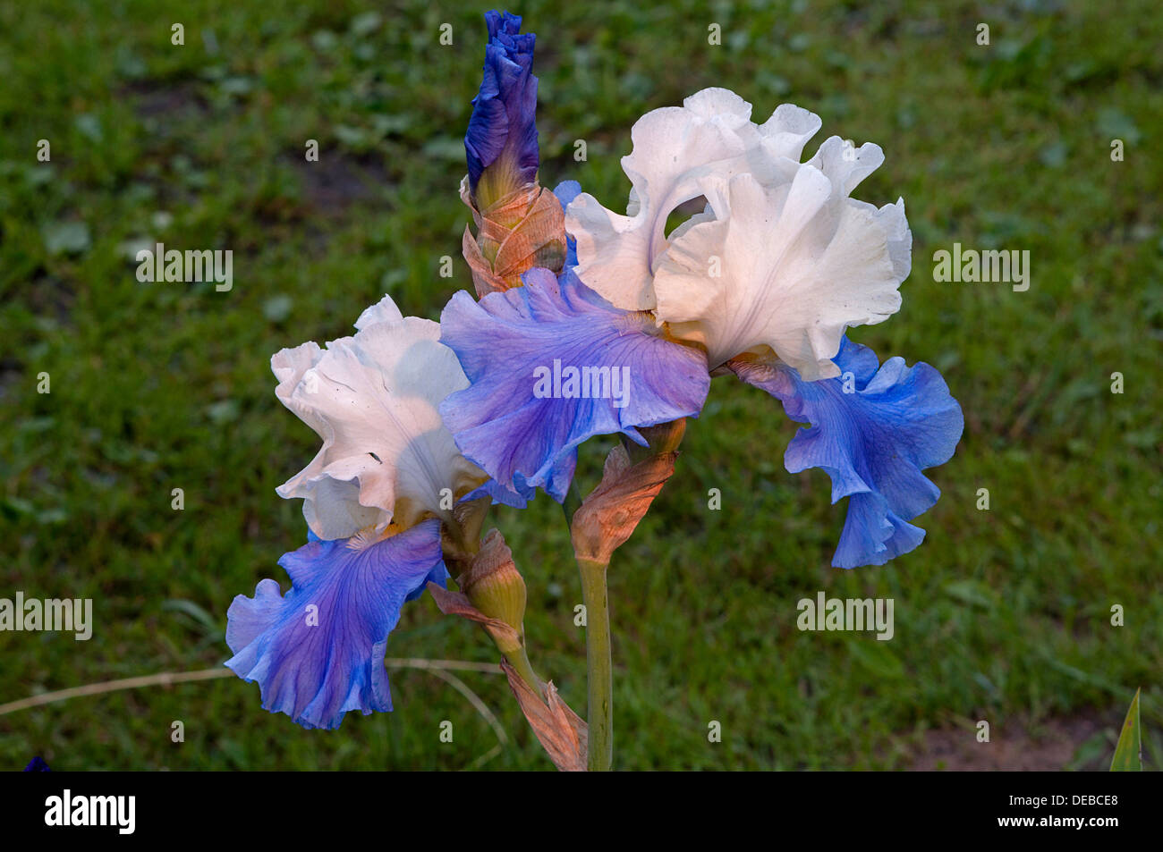 weiße und blaue Iris und Knospe Stockfoto