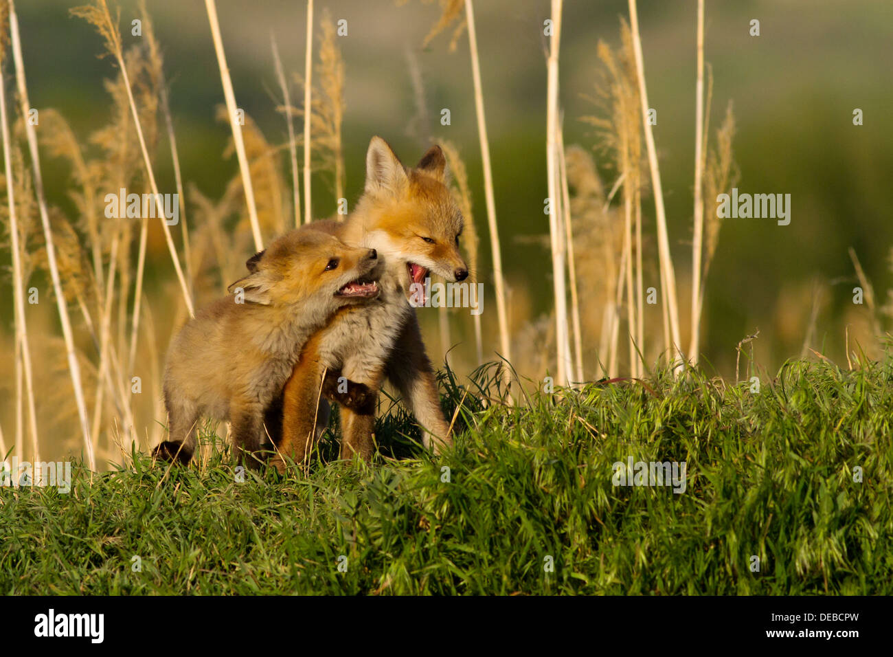 Red Fox Kits spielen im späten Nachmittag Frühlingstag Stockfoto