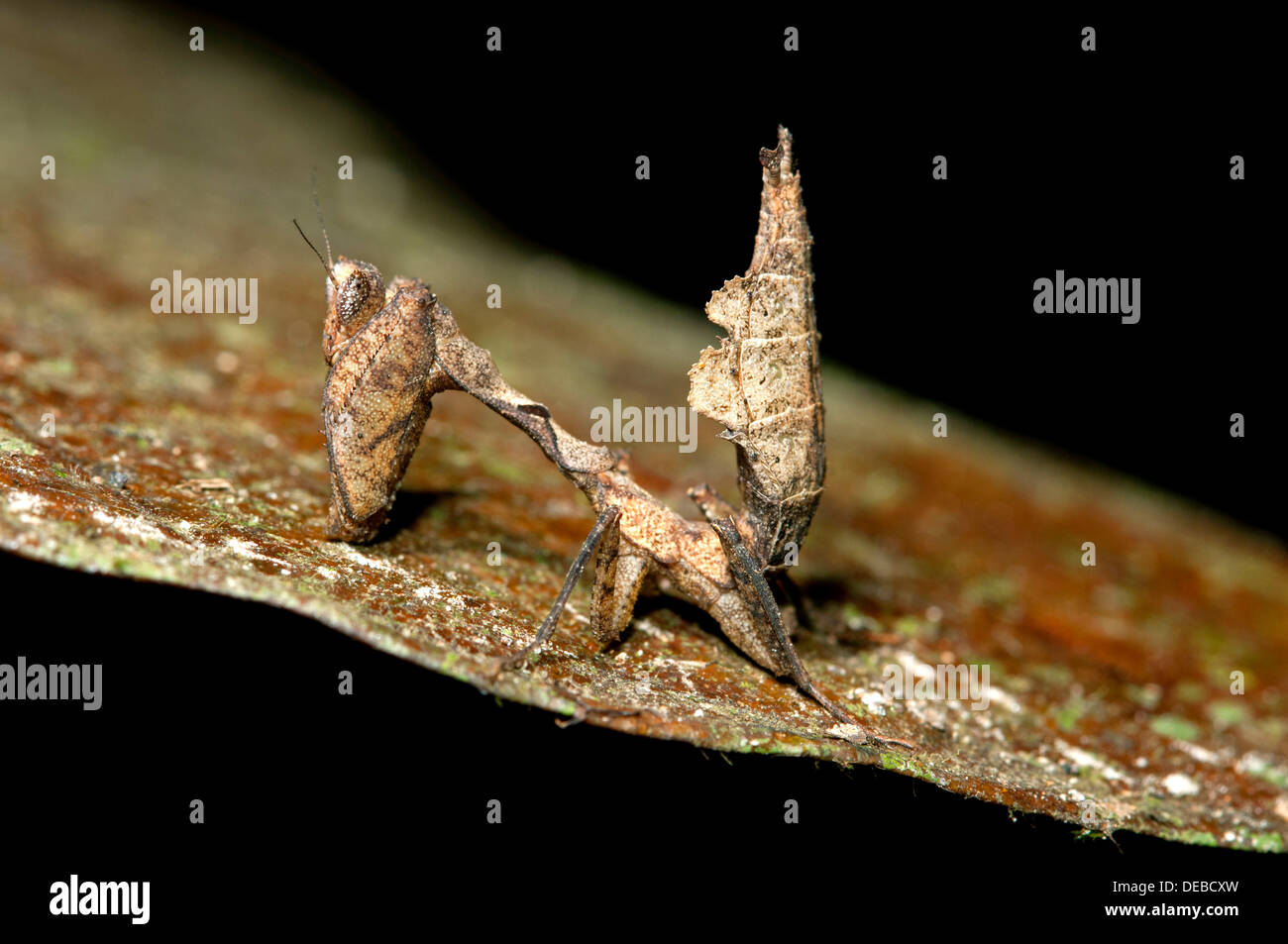 Tot Blattheuschrecke (Deroplatys spec.), Verfassung Regenwald, Yasuni-Nationalpark in Ecuador Stockfoto