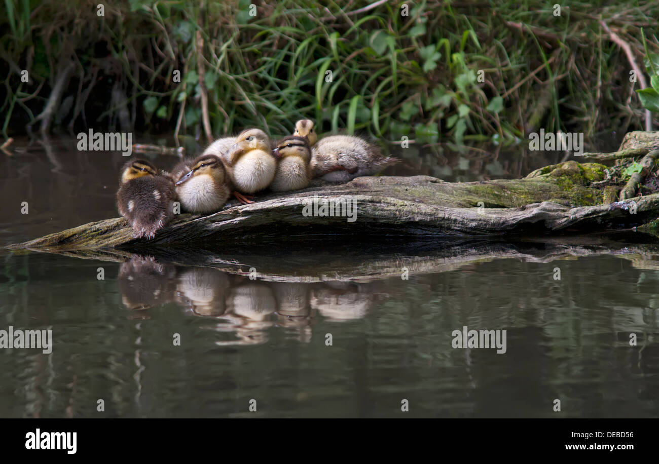 Stockente Entenküken ruht auf einem Baumstamm. Stockfoto Stockente Entenküken ruht auf einem Baumstamm. Stockfoto