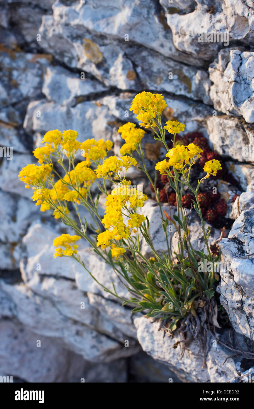 Korb mit Gold, gelbe Alyssum Blumen, Basket-Of-Gold, Candy Mustard, Gold Alyssum, Goldstaub, Goldstaub, Golden-Büschel Alyssum, Stockfoto