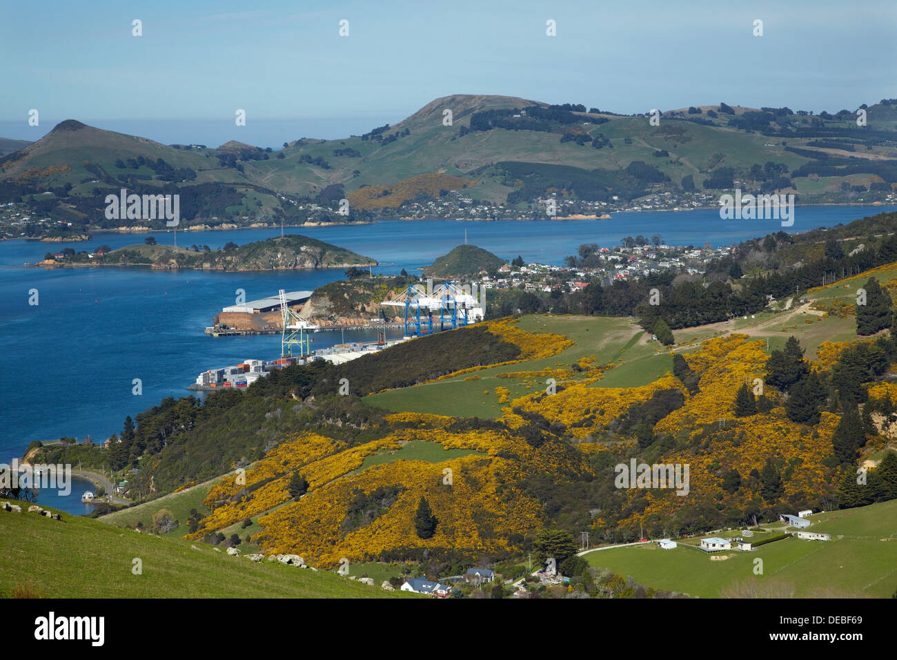 Ginster auf Ackerland, Port Chalmers, Otago Harbour und Otago Peninsula, Dunedin, Otago, Südinsel, Neuseeland Stockfoto