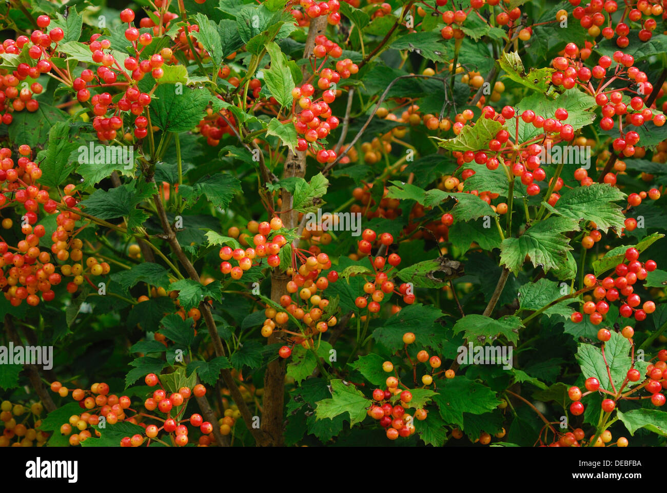 Ein Strauch voller Guelder Rose Beeren UK Stockfoto