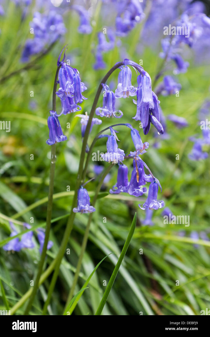 Glockenblumen auf Hügel Stockfoto