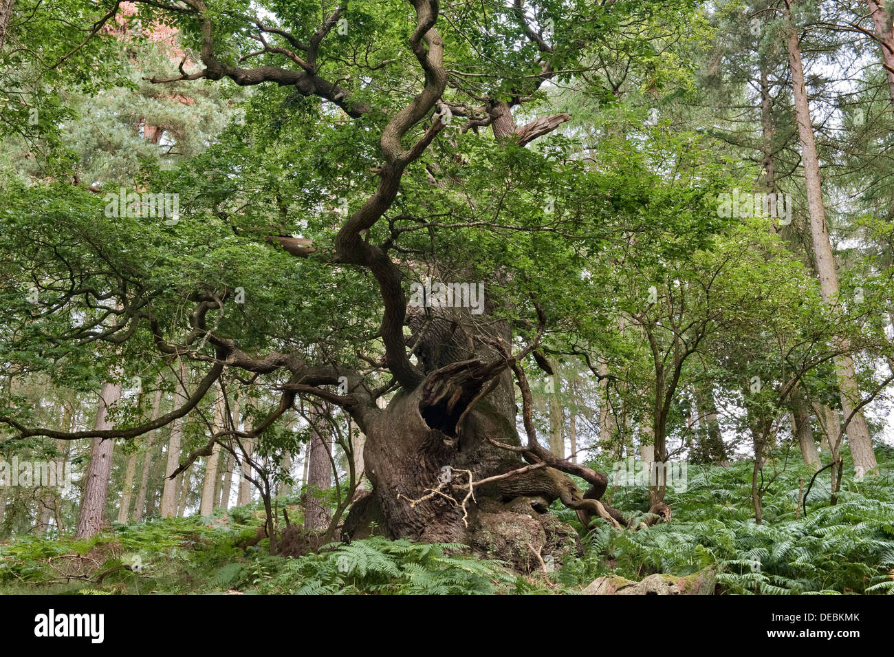 Eine alte englische Eiche (quercus robur), mindestens 800 Jahre alt, überlebt inmitten einer Forstplantage in Herefordshire, Großbritannien Stockfoto