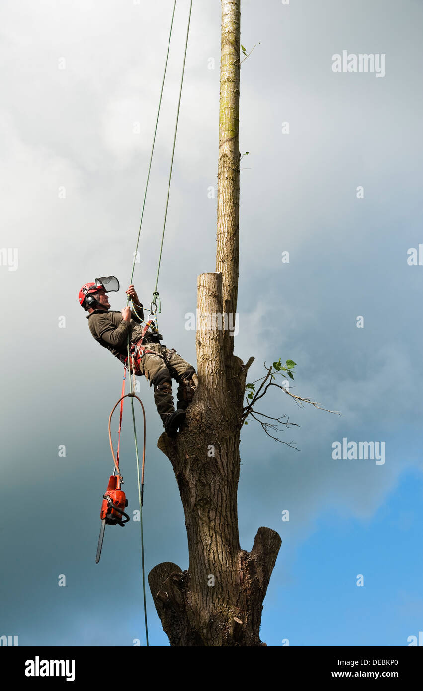 Ein Baumpfleger (Baumpfleger) im vollen Schutz Kit eine Pappel Kletterbaum, UK Stockfoto