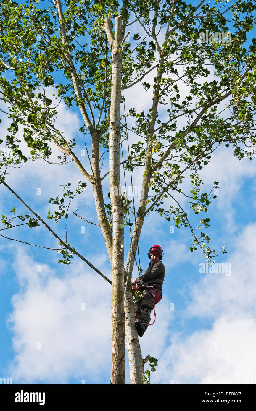 Ein Baumpfleger (Baumpfleger) im vollen Schutz Kit eine Pappel Kletterbaum, UK Stockfoto