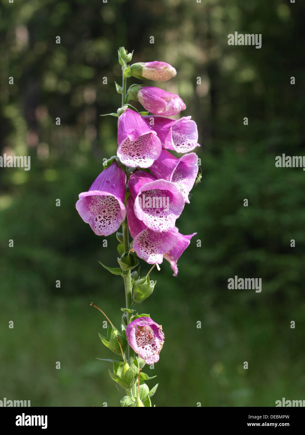 gemeinsamen Fingerhut, Fingerhut, Lady Handschuh, lila Fingerhut / Digitalis Purpurea / Roter Fingerhut Stockfoto